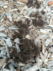 Stemonitis splendens