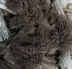 Stemonitis splendens