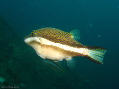 Canthigaster callisterna