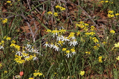 Senecio abruptus