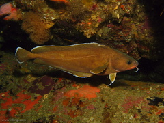 Lotella rhacina