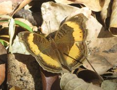 Junonia elgiva