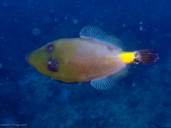 Meuschenia flavolineata