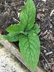 Pentaglottis sempervirens