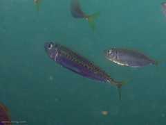 Scomber australasicus