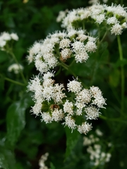 Ageratina altissima