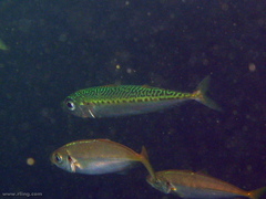 Scomber australasicus