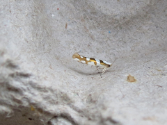 Argyresthia calliphanes