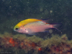 Chromis nitida