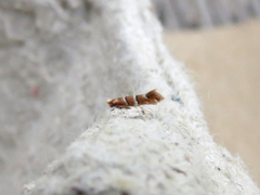 Cameraria ostryarella