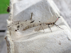 Dendroleon obsoletus