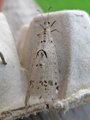 Dendroleon obsoletus