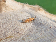 Battaristis vittella