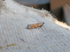 Battaristis vittella
