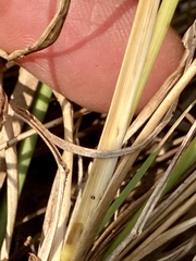 Eragrostis intermedia