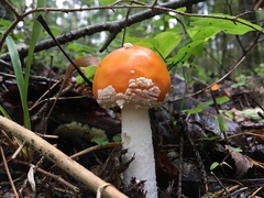 Amanita muscaria aureola