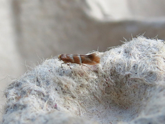 Cameraria ostryarella