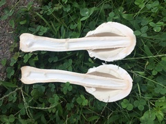 Chlorophyllum