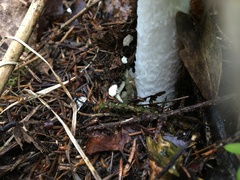 Amanita muscaria aureola