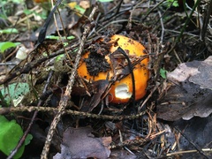 Amanita muscaria aureola