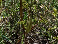 Myrmecaelurus trigrammus