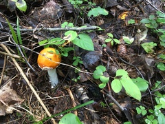 Amanita muscaria aureola