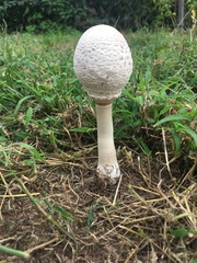 Chlorophyllum