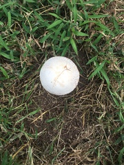 Chlorophyllum