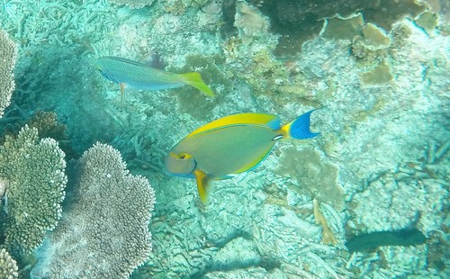 Dussumier's surgeonfish (Acanthurus dussumieri) — Acanthuridae — 5