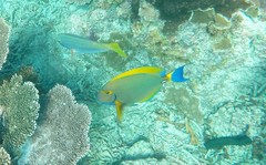 Acanthurus dussumieri