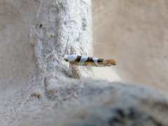 Argyresthia calliphanes