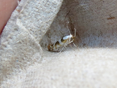 Argyresthia calliphanes
