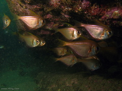 Pempheris compressa
