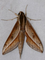 Xylophanes amadis
