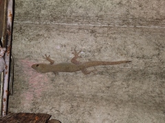 Hemidactylus frenatus
