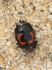 Spilodiscus arcuatus