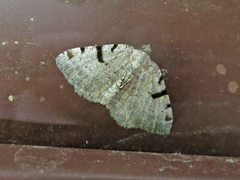 Macaria subcessaria