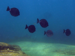 Prionurus microlepidotus