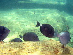 Prionurus microlepidotus