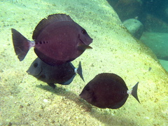 Prionurus microlepidotus