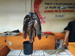 Dormitator latifrons