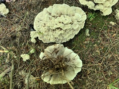 Phellodon confluens