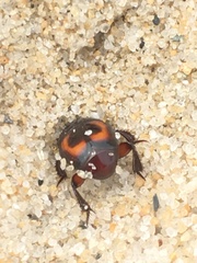 Spilodiscus arcuatus