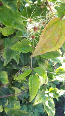 Phytomyza fulgens