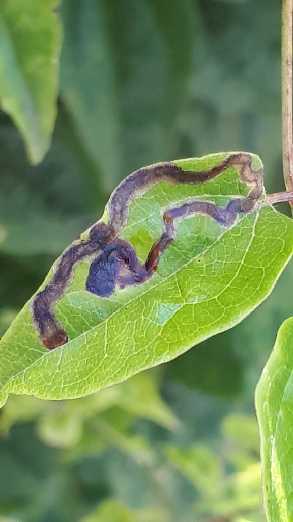 Phytomyza fulgens