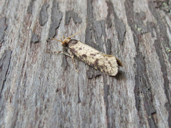 Amydria effrenatella