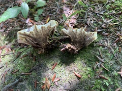 Phellodon confluens