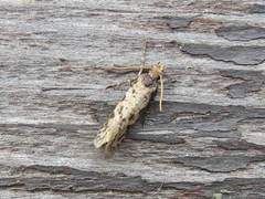 Amydria effrenatella