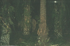 Elephas maximus borneensis