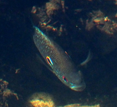 Lepomis peltastes